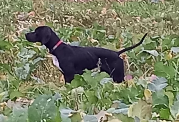 Udine De L'auge Des Sabotiers