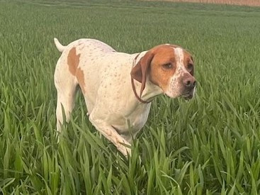 TAGADA De L'auge Des Sabotiers