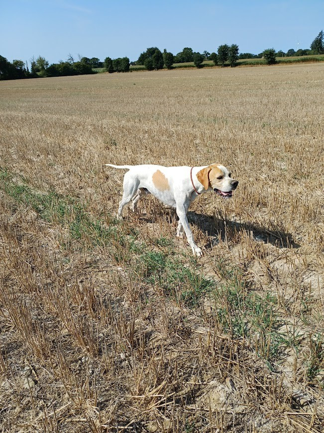 SHOW dit SAPHIR De L'auge Des Sabotiers