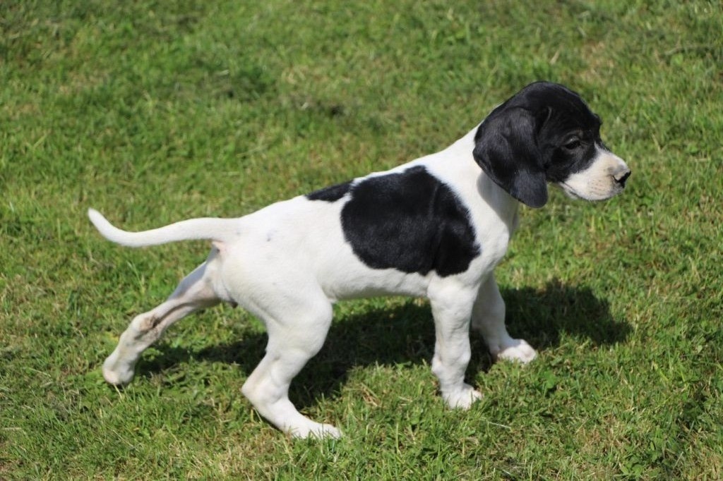 De L'auge Des Sabotiers - Chiots disponibles - Pointer