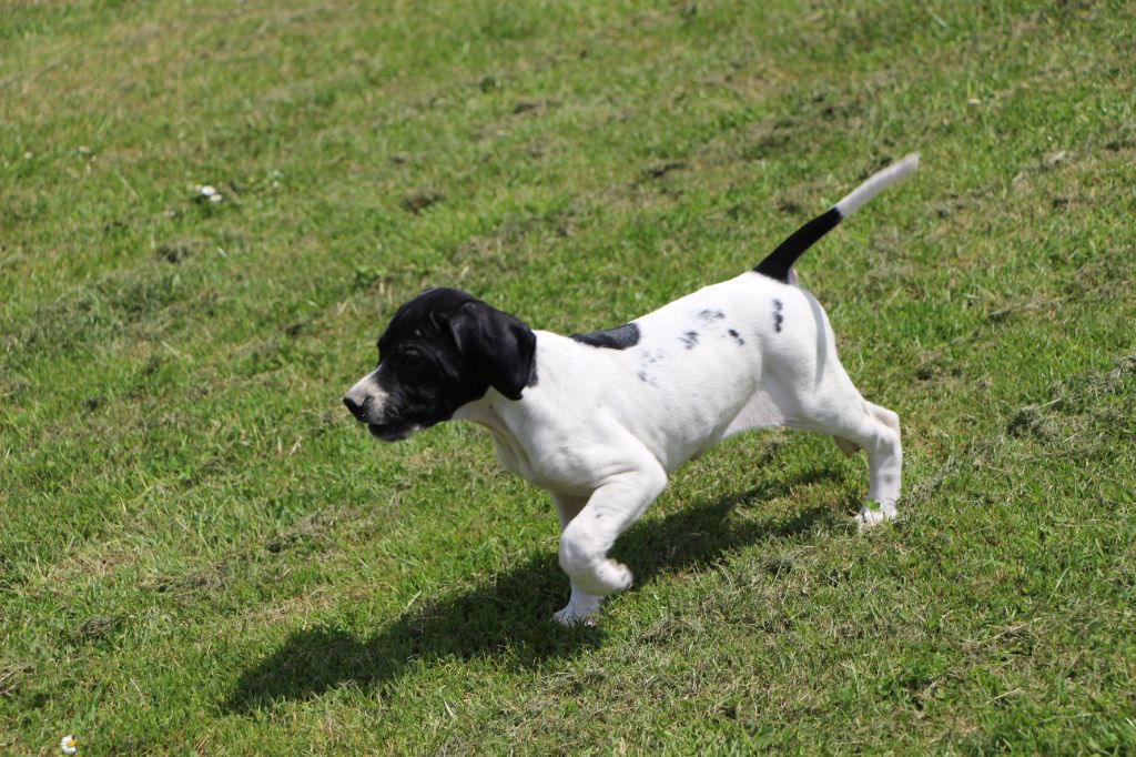 De L'auge Des Sabotiers - Chiots disponibles - Pointer