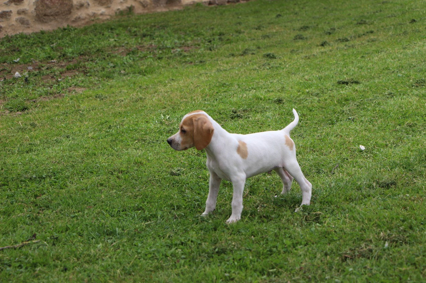 De L'auge Des Sabotiers - Chiots disponibles - Pointer