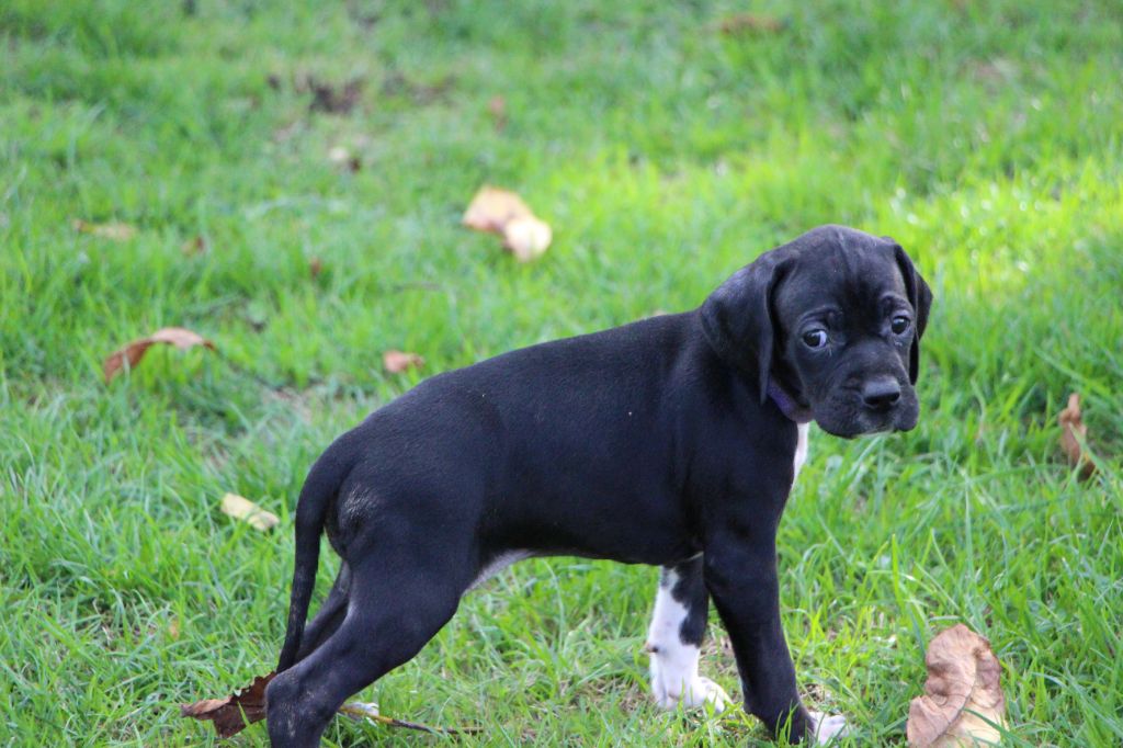 De L'auge Des Sabotiers - Chiots disponibles - Pointer
