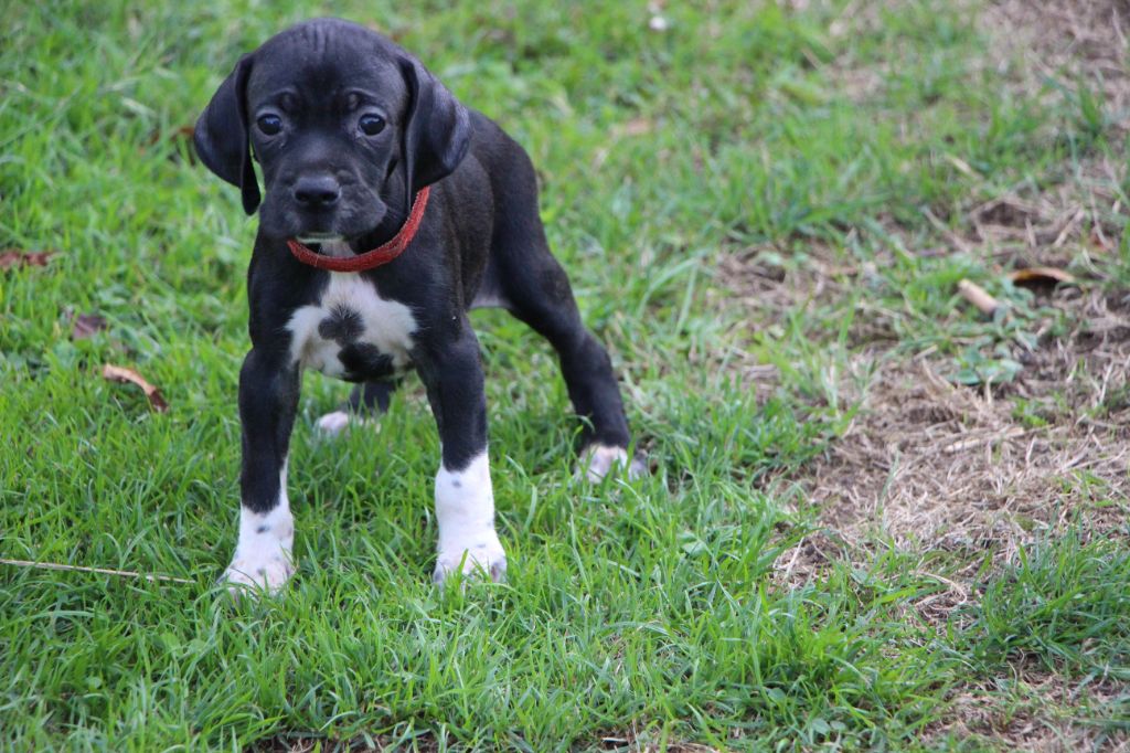 De L'auge Des Sabotiers - Chiots disponibles - Pointer