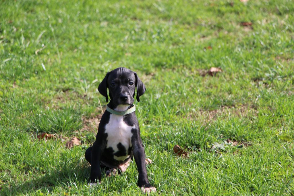 De L'auge Des Sabotiers - Chiots disponibles - Pointer