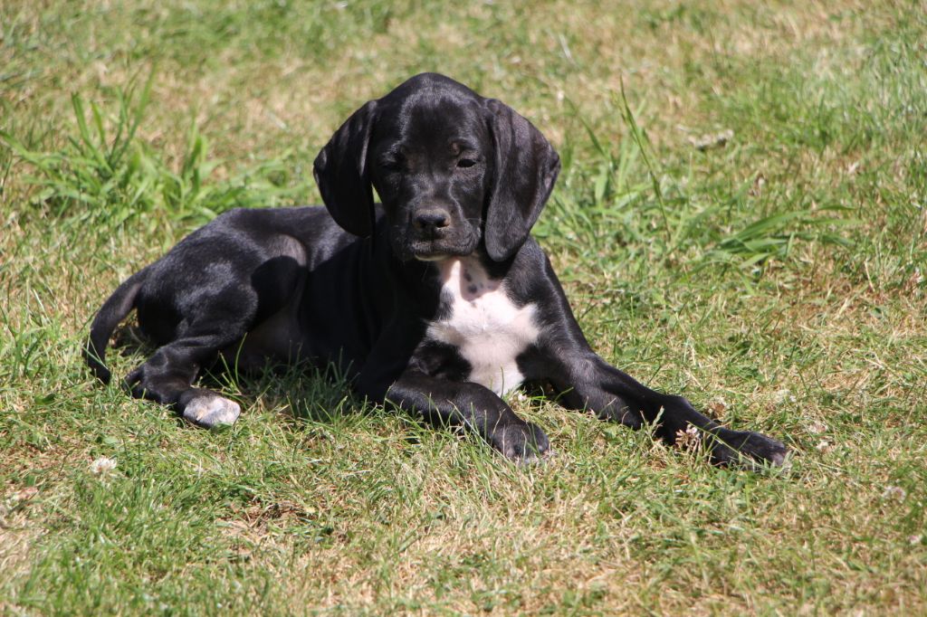 CHIOT