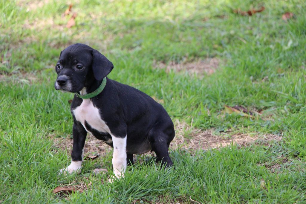 De L'auge Des Sabotiers - Chiots disponibles - Pointer