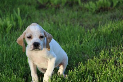 CHIOT