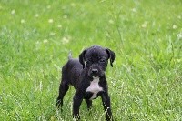 CHIOT