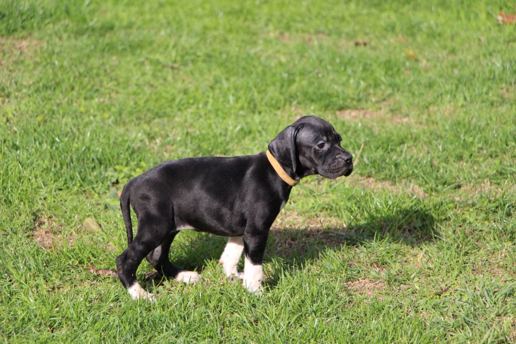 De L'auge Des Sabotiers - Chiots disponibles - Pointer